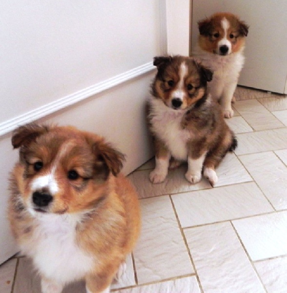 Du Domino Et Bois Doré - Shetland Sheepdog - Portée née le 15/05/2011