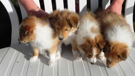 Du Domino Et Bois Doré - Shetland Sheepdog - Portée née le 12/06/2015